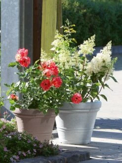 Pflanzkübel Milano 9 Pflanzkübel Milano -Giardino 24 pflanzkuebel milano stim 2 1280x1280