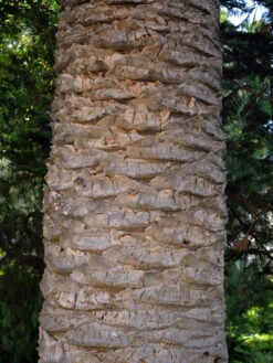 Kanarische Dattelpalme, Phoenix Canariensis 13 Kanarische Dattelpalme, Phoenix Canariensis -Giardino 24 phoenix palme stamm 1280x1280