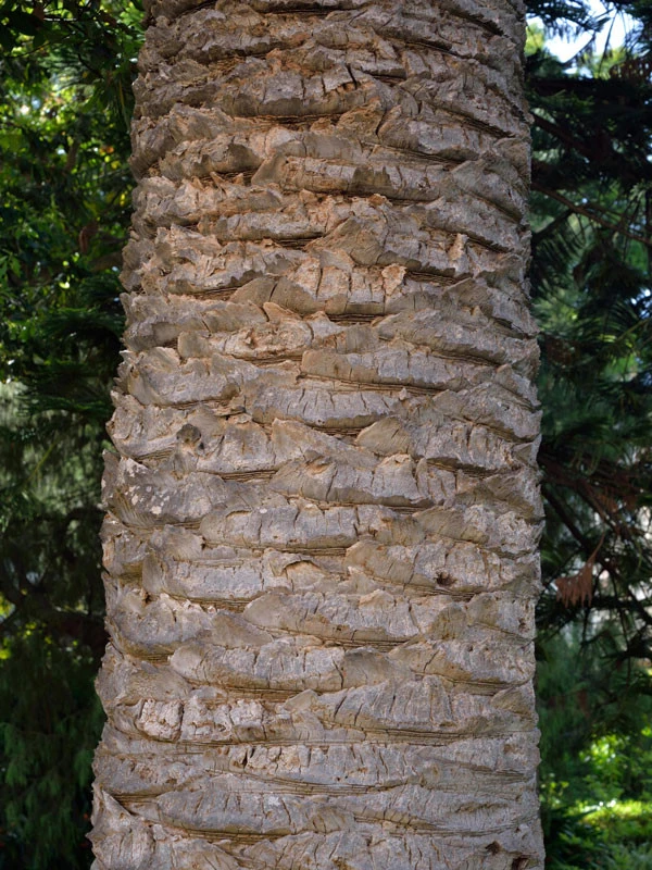 Kanarische Dattelpalme, Phoenix Canariensis 8 Kanarische Dattelpalme, Phoenix Canariensis – Bild 6