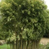 Phyllostachys Atrovaginata 'Green Parfume', Weihrauchbambus 2 Phyllostachys Atrovaginata 'Green Parfume', Weihrauchbambus -Giardino 24 phyllostachys atrovaginata 1280x1280