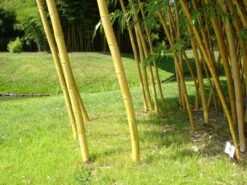 Phyllostachys Vivax Aureocaulis, Zauber-Bambus -Giardino 24 phyllostachys aureocaulis trieb55599e50e323f 1280x1280