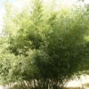 Phyllostachys Bissetii, Bisset-Bambus 1 Phyllostachys Bissetii, Bisset-Bambus -Giardino 24 phyllostachys bissetii555994a645fbb 1280x1280