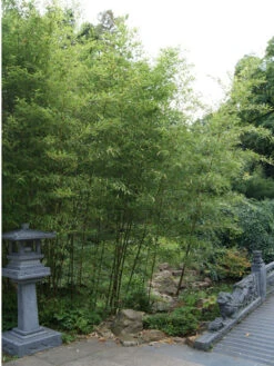 Phyllostachys Nigra 'Boryana', Tigerstreifenbambus - XXL- Produkt 11 Phyllostachys Nigra 'Boryana', Tigerstreifenbambus - XXL- Produkt -Giardino 24 phyllostachys boryana 1280x1280