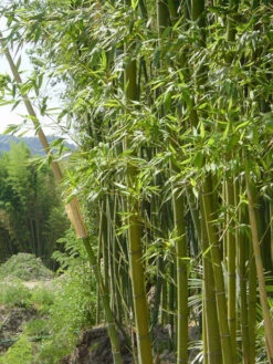 Phyllostachys Decora, 'Schöner' Bambus, Pracht-Bambus