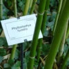 Phyllostachys Humilis, Bronze-Bambus 2 Phyllostachys Humilis, Bronze-Bambus -Giardino 24 phyllostachys humilis 1280x1280