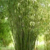 Phyllostachys Rubromarginata, Knospen-Bambus -Giardino 24 phyllostachys rubromarginata 1280x1280