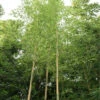 Phyllostachys Aureosulcata 'Spectabilis', Zickzack-Bambus 2 Phyllostachys Aureosulcata 'Spectabilis', Zickzack-Bambus -Giardino 24 phyllostachys spectabilis555994a45ddfb 1280x1280