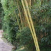 Phyllostachys Vivax Aureocaulis, Zauber-Bambus -Giardino 24 phyllostachys vivax aureocaulis555994a5ea21e 1280x1280