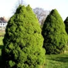 Picea Glauca 'Conica', Zuckerhut-Fichte -Giardino 24 picea conica 1280x1280
