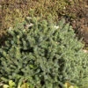 Picea Glauca 'Echiniformis', Blaue Igel-Fichte 2 Picea Glauca 'Echiniformis', Blaue Igel-Fichte -Giardino 24 picea echiniformis 1280x1280