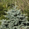 Picea Pungens 'Glauca Globosa', Zwerg-Blaufichte -Giardino 24 picea glauca globosa 1280x1280