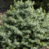 Picea Omorika 'Nana', Serbische Kegel-Fichte 1 Picea Omorika 'Nana', Serbische Kegel-Fichte -Giardino 24 picea nana5559990919c5d 1280x1280