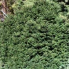 Picea Abies 'Nidiformis', Nest-Fichte 2 Picea Abies 'Nidiformis', Nest-Fichte -Giardino 24 picea nidiformis 1280x1280