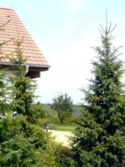 Picea Omorika, Serbische Fichte 8 Picea Omorika, Serbische Fichte -Giardino 24 picea omorika 2 41310 1 41310 1 1280x1280