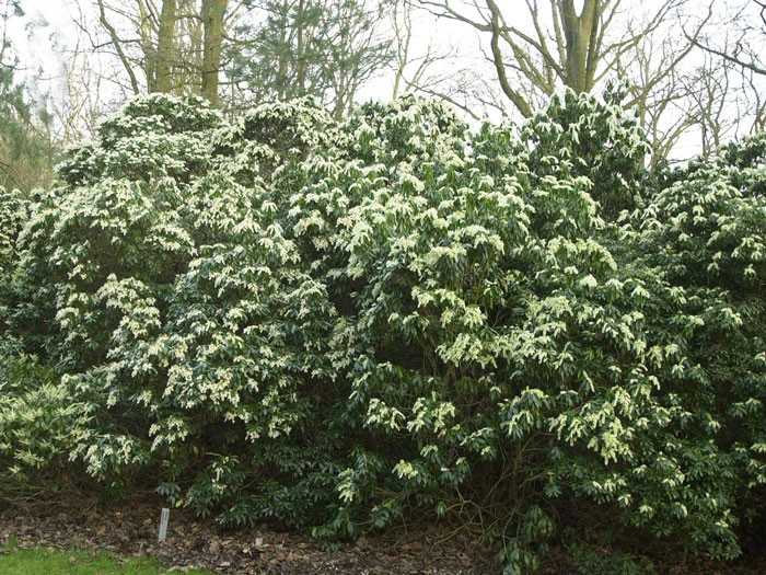 Pieris Japonica, Lavendelheide 4 Pieris Japonica, Lavendelheide – Bild 2