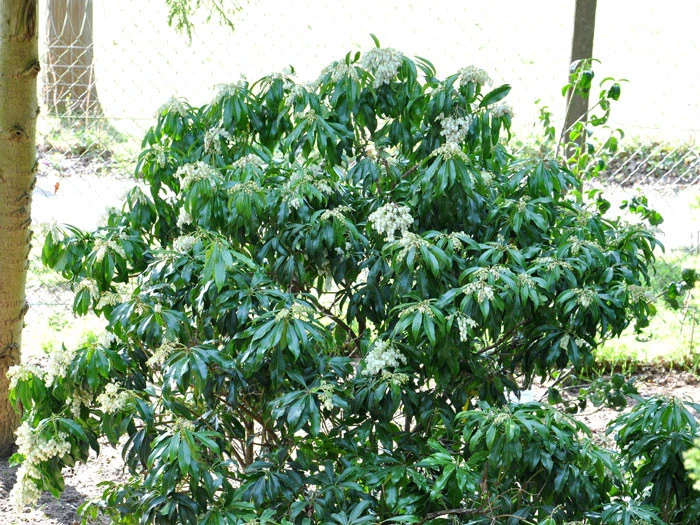 Pieris Japonica 'Red Mill', Hängendes Schattenglöckchen 4 Pieris Japonica 'Red Mill', Hängendes Schattenglöckchen – Bild 2