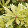 Pieris Japonica 'Variegata', Weissbuntes Schattenglöckchen 2 Pieris Japonica 'Variegata', Weissbuntes Schattenglöckchen -Giardino 24 pieris variegata blatt 1280x1280