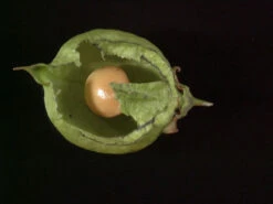 Staphylea Pinnata, Gemeine Pimpernuss 9 Staphylea Pinnata, Gemeine Pimpernuss -Giardino 24 pimpernuss frucht 1280x1280