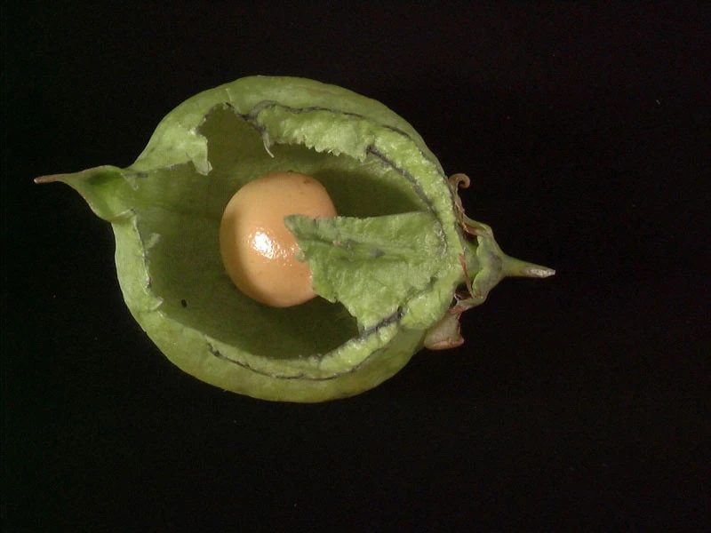 Staphylea Pinnata, Gemeine Pimpernuss 5 Staphylea Pinnata, Gemeine Pimpernuss – Bild 3