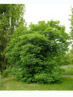 Staphylea Pinnata, Gemeine Pimpernuss 10 Staphylea Pinnata, Gemeine Pimpernuss -Giardino 24 pimpernuss strauch 1280x1280