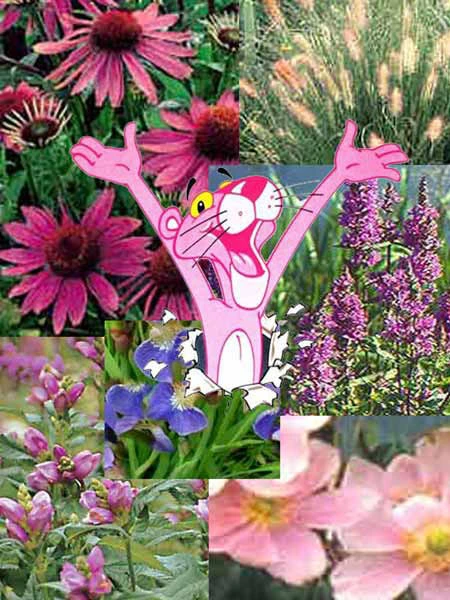 Stauden-Sortiment 'Pink Paradise' 46 Stück 3 Stauden-Sortiment 'Pink Paradise' 46 Stück