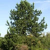 Pinus Leucodermis (syn. Heldreichii), Schlangenhaut-Kiefer 2 Pinus Leucodermis (syn. Heldreichii), Schlangenhaut-Kiefer -Giardino 24 pinus leucodermis 1280x1280