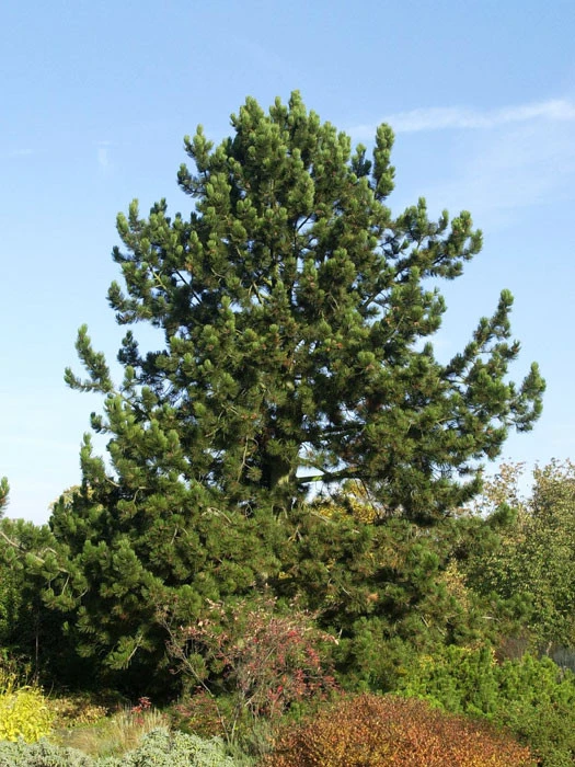 Pinus Leucodermis (syn. Heldreichii), Schlangenhaut-Kiefer 3 Pinus Leucodermis (syn. Heldreichii), Schlangenhaut-Kiefer