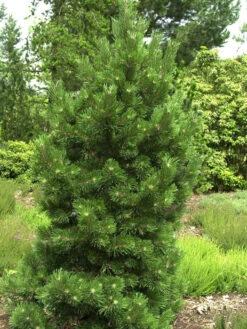 Pinus Mugo 'Gnom', Strauch-Kiefer