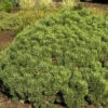 Pinus Mugo 'Mini Mops', Kugel-Kiefer -Giardino 24 pinus mugo mini mops 1280x1280