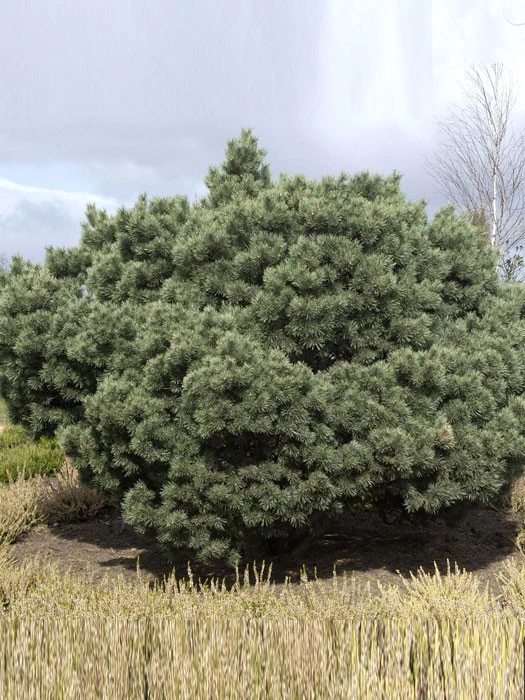 Pinus Sylvestris 'Watereri', Silberkiefer 3 Pinus Sylvestris 'Watereri', Silberkiefer