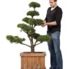 Pinus sylvestris - Bonsai, XXL-Produkt 2 Pinus sylvestris - Bonsai, XXL-Produkt -Giardino 24 pinus sylvestris2 78657 0 1280x1280