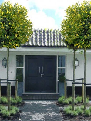 Platanus Hispanica 'Alphens Globe', Kugelplatane - Hochstamm 4 Platanus Hispanica 'Alphens Globe', Kugelplatane - Hochstamm – Bild 2