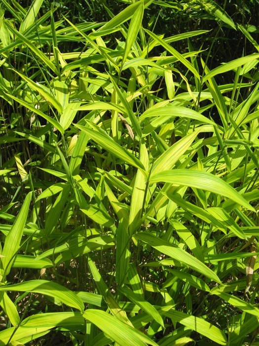 Pleioblastus Viridistriatus (Pleioblastus Auricoma), Gestreifter Zwergbambus 3 Pleioblastus Viridistriatus (Pleioblastus Auricoma), Gestreifter Zwergbambus