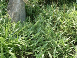 Pleioblastus Shibuyanus (variegatus) 'Tsuboi', Buntblättriger Zwergbambus 7 Pleioblastus Shibuyanus (variegatus) 'Tsuboi', Buntblättriger Zwergbambus -Giardino 24 pleioblastus tsuboi blatt 1280x1280