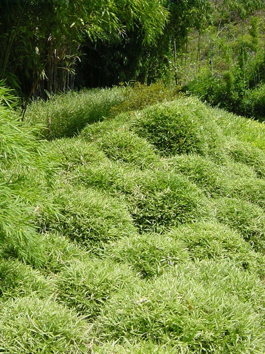 Pleioblastus Shibuyanus (variegatus) 'Tsuboi', Buntblättriger Zwergbambus 4 Pleioblastus Shibuyanus (variegatus) 'Tsuboi', Buntblättriger Zwergbambus – Bild 2