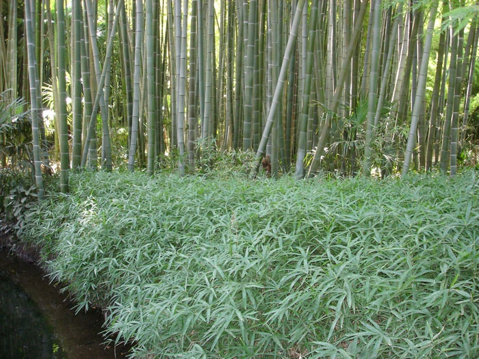 Pleioblastus Viridistriatus 'Vagans' (Sasaella Ramosa), Weichblättriger Zwergbambus 4 Pleioblastus Viridistriatus 'Vagans' (Sasaella Ramosa), Weichblättriger Zwergbambus – Bild 2
