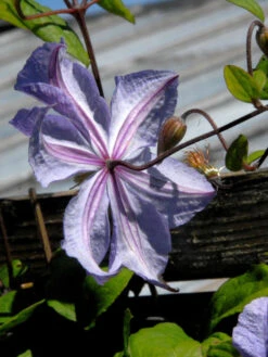 Clematis 'Prince Charles' -Giardino 24 prince charles bluete hinte 1280x1280