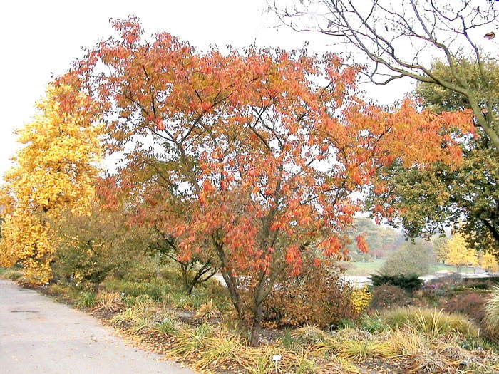Prunus Subhirtella 'Autumnalis', Schneekirsche 6 Prunus Subhirtella 'Autumnalis', Schneekirsche – Bild 4