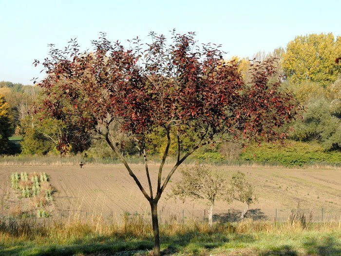 Prunus Cistena, Zwerg-Blutpflaume 5 Prunus Cistena, Zwerg-Blutpflaume – Bild 3