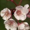 Prunus Cerasifera 'Hollywood' (Syn. Trailblazer) -Giardino 24 prunus hollywood 1280x1280