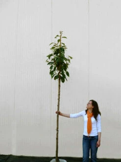 Prunus Serrulata 'Kanzan', Japanische Nelkenkirsche - Hochstamm -Giardino 24 prunus kanzan hochstamm 1280x1280