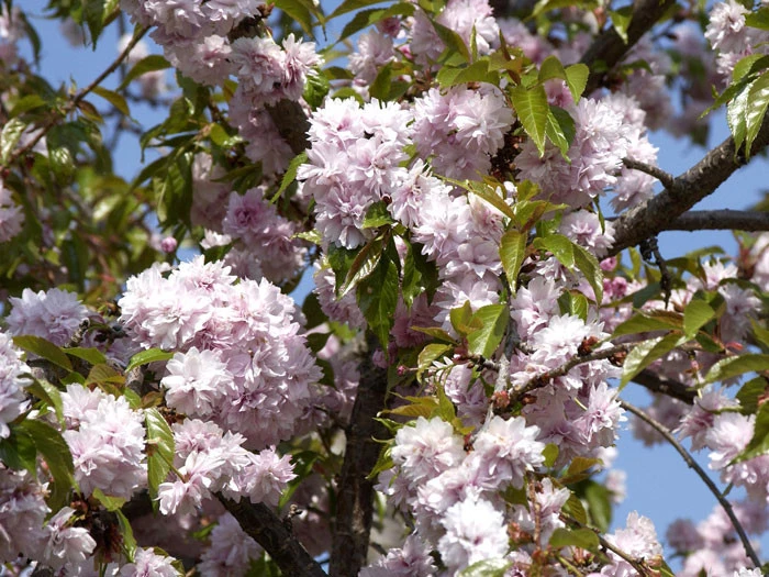 Prunus Serrulata 'Kiku-Shidare-Sakura', Japanische Hänge-Nelkenkirsche - Hochstamm 4 Prunus Serrulata 'Kiku-Shidare-Sakura', Japanische Hänge-Nelkenkirsche - Hochstamm – Bild 2