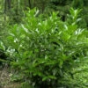Prunus Laurocerasus 'Caucasica', Kaukasischer Kirschlorbeer -Giardino 24 prunus laurocerasus caucasi 1280x1280