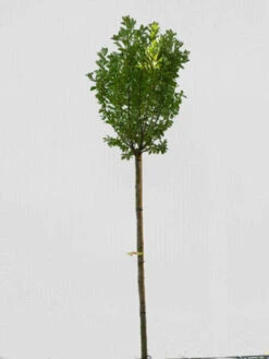 Prunus Padus 'Nana', Kugel-Traubenkirsche - Hochstamm 7 Prunus Padus 'Nana', Kugel-Traubenkirsche - Hochstamm -Giardino 24 prunus padus nana hochstamm 1280x1280