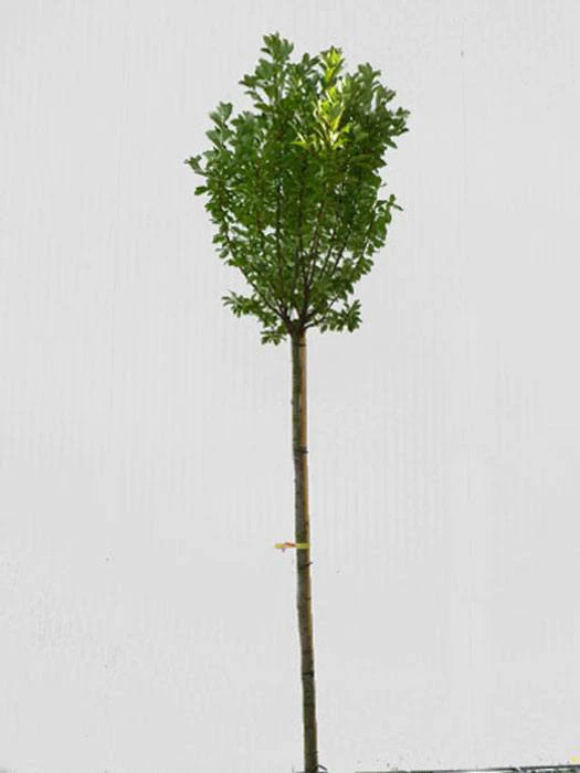 Prunus Padus 'Nana', Kugel-Traubenkirsche - Hochstamm 5 Prunus Padus 'Nana', Kugel-Traubenkirsche - Hochstamm – Bild 3