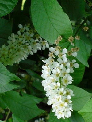 Prunus Padus 'Nana', Kugel-Traubenkirsche - Hochstamm 4 Prunus Padus 'Nana', Kugel-Traubenkirsche - Hochstamm – Bild 2