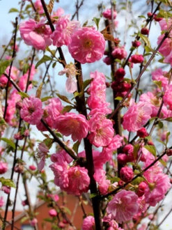 Prunus Triloba, Mandelbäumchen, Japanische Zierkirsche -Giardino 24 prunus triloba2 43409 2 1280x1280