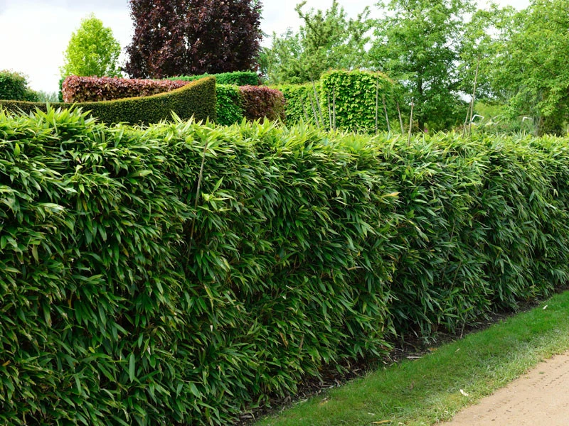 Pseudosasa Japonica, Pfeil-Bambus 3 Pseudosasa Japonica, Pfeil-Bambus