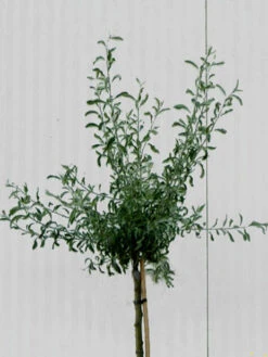 Pyrus Salicifolia 'Pendula', Hängende Silberbirne - Hochstamm -Giardino 24 pyrus salicifolia krone 1280x1280