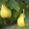 Birnenquitte 'Bereczki', Birnenquitte -Giardino 24 quitte bereczki 1280x1280